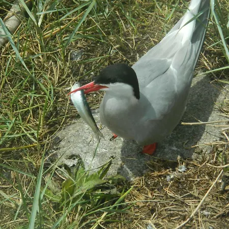 Haubarg Pernoerhof Apartament Tönning